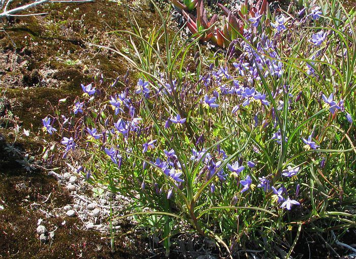 Stypandra Esperance Wildflowers Stypandra glauca Blind Grass