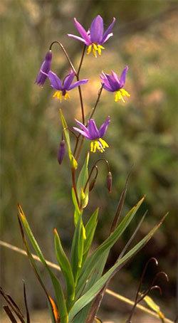 Esperance Wildflowers: Stypandra glauca - Blind Grass