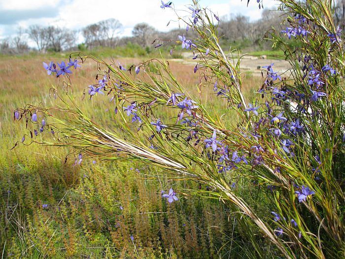 Stypandra glauca Esperance Wildflowers Stypandra glauca Blind Grass