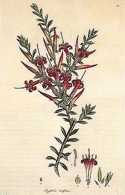 Styphelia tubiflora httpsuploadwikimediaorgwikipediacommonsthu