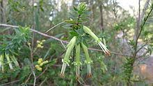Styphelia viridis httpsuploadwikimediaorgwikipediacommonsthu