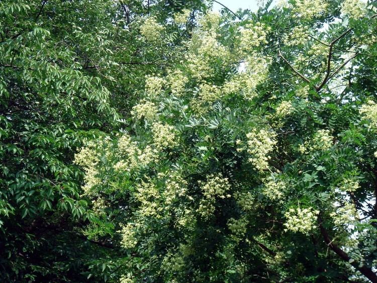 Styphnolobium japonicum Styphnolobium japonicum L Schott