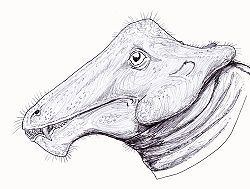 Styracocephalus httpsuploadwikimediaorgwikipediacommonsthu