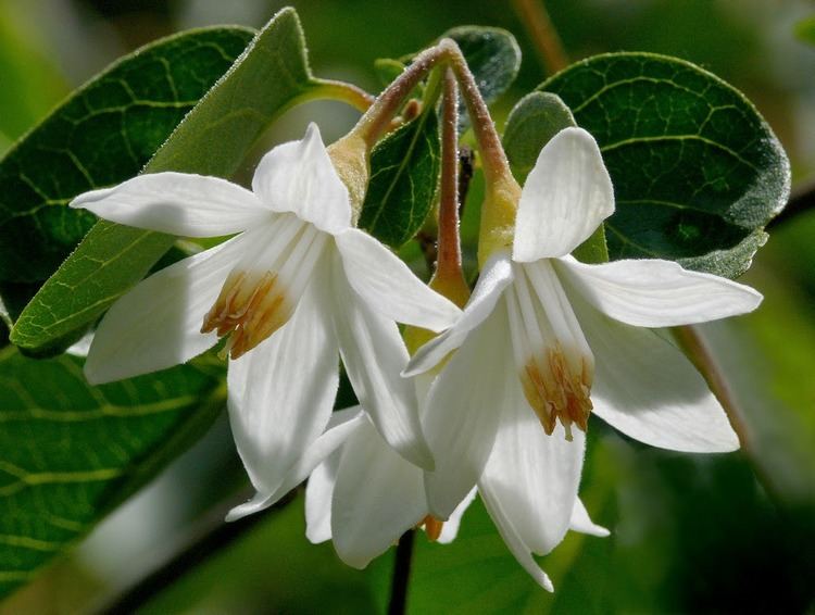 Styrax benzoin Benefits Of Benzoin Styrax benzoin For Health Tips Curing Disease