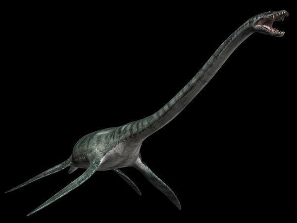 Styxosaurus Sea Monster Pictures Styxosaurus Photos Facts Animals Reports