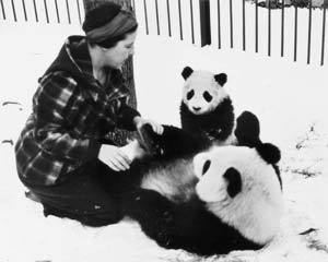 Su Lin (1930s giant panda) Cryptomundo First Panda Lady Has Died