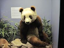 Su Lin (1930s giant panda) httpsuploadwikimediaorgwikipediacommonsthu