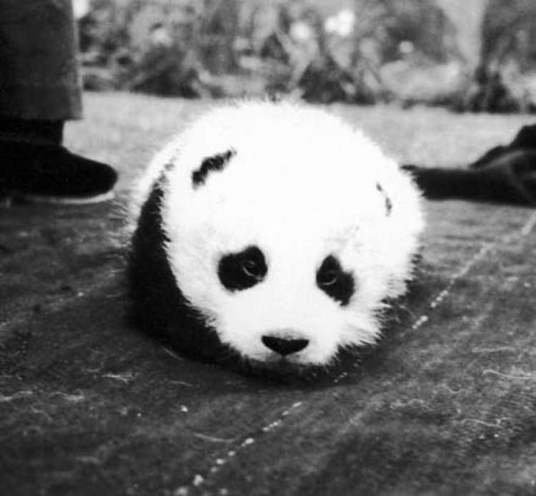 Su Lin (1930s giant panda) China explorer Adelaide 39SuLin39 Young dies SFGate