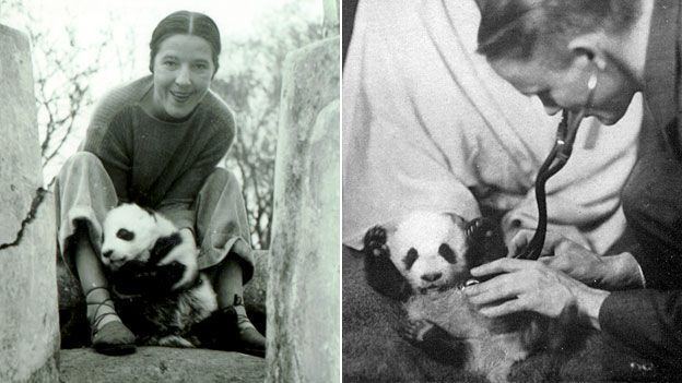 Su Lin (1930s giant panda) Ruth Harkness and Su Lin The first panda to leave China BBC News