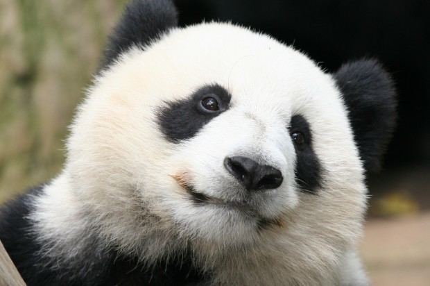 Su Lin (giant panda, born 2005) wwwgiantpandaglobalcomwpcontentuploads20111