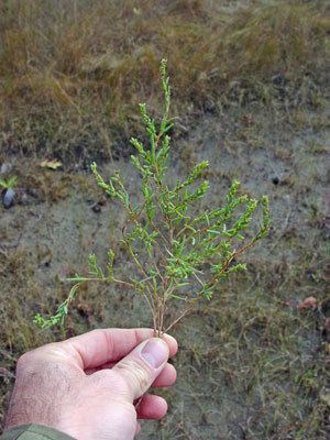 Suaeda calceoliformis Maine Natural Areas Program Rare Plant Fact Sheet for Suaeda