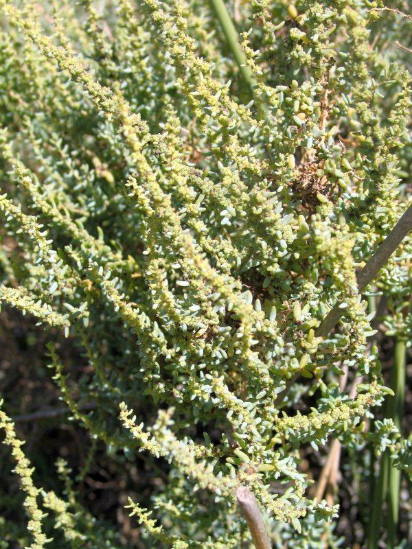 Suaeda fruticosa Photo Guide to Plants of Southern Africa