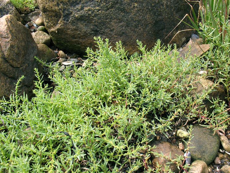 Suaeda maritima Suaeda maritima herbaceous seablite Go Botany