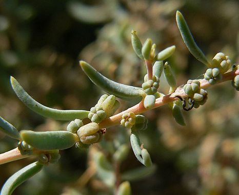 Suaeda nigra Bush Seepweed Suaeda nigra