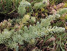 Suaeda taxifolia httpsuploadwikimediaorgwikipediacommonsthu