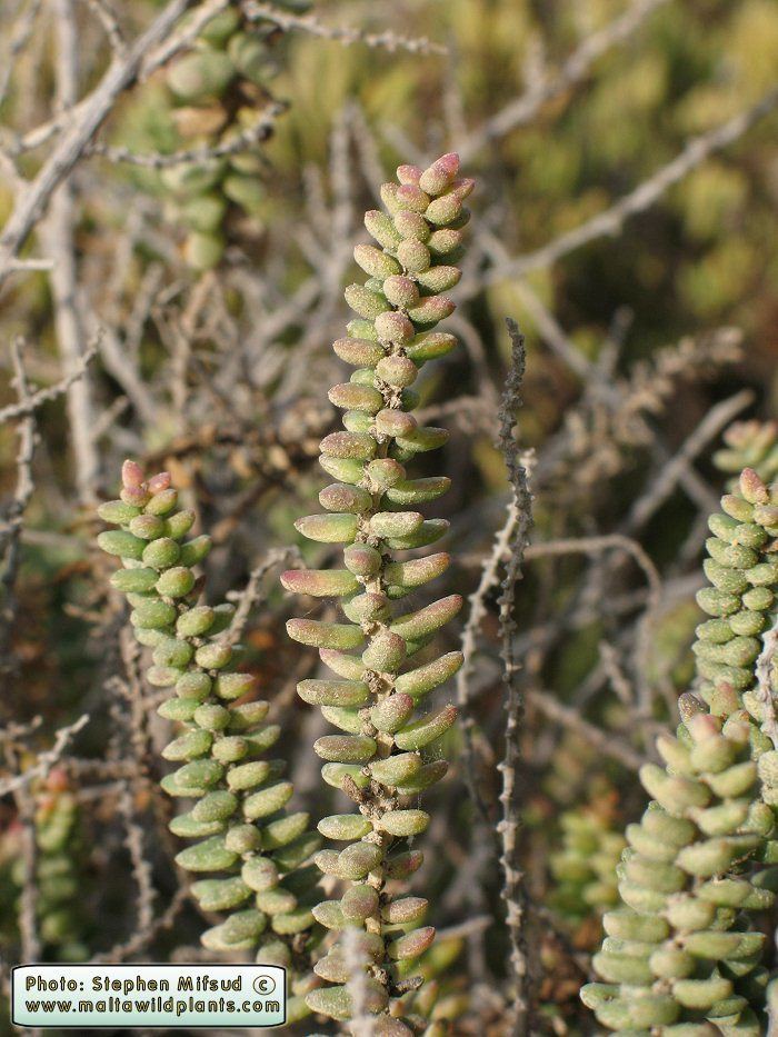 Suaeda vera Wild Plants of Malta amp Gozo Plant Suaeda vera Shrubby Seablite