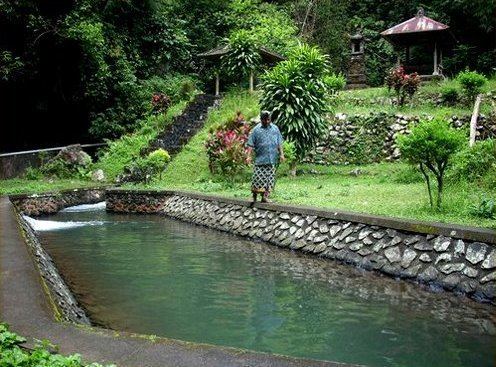 Subak (irrigation) Subak Bali Traditional Water Management System irrigation