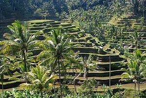 Subak (irrigation) httpsuploadwikimediaorgwikipediacommonsthu