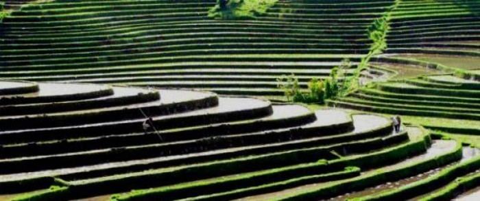 Subak (irrigation) SUBAK Irrigation in Bali on Unesco World Heritage List Indoindians