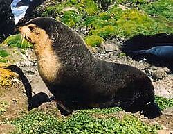 Subantarctic fur seal marinebioorguploadArctocephalustropicalis1jpg