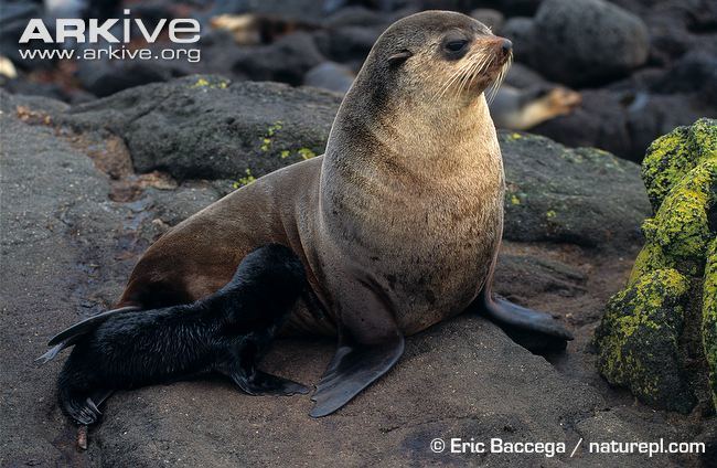 Subantarctic fur seal Subantarctic fur seal videos photos and facts Arctocephalus