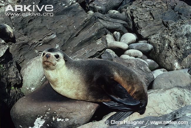 Subantarctic fur seal Subantarctic fur seal photo Arctocephalus tropicalis G90913 ARKive