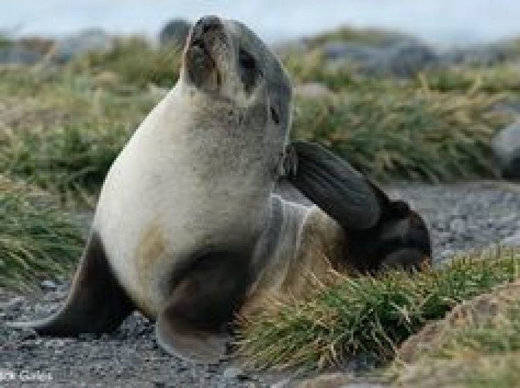 Subantarctic fur seal Subantarctic fur seal Heard Island