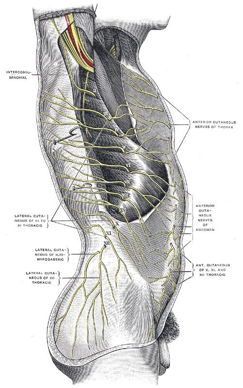 Subcostal nerve
