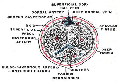 Subcutaneous tissue of penis