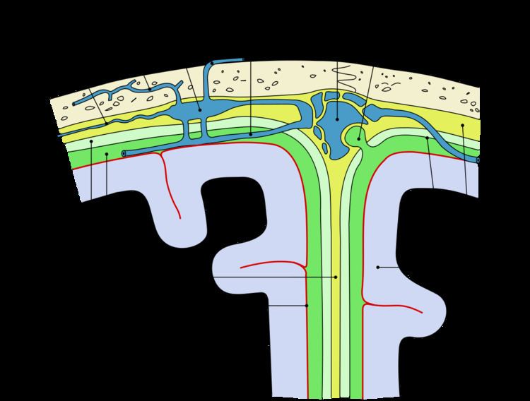 Subdural space - Alchetron, The Free Social Encyclopedia