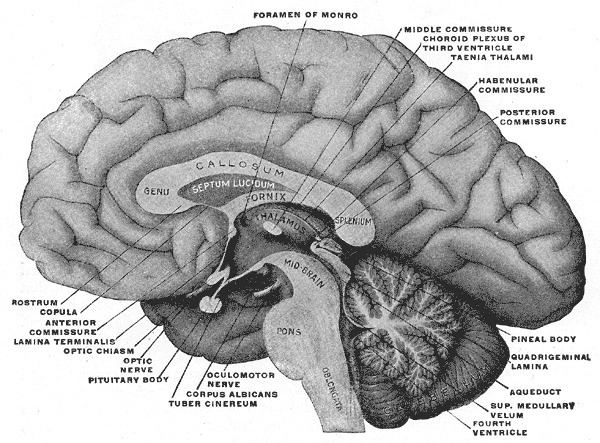 Subfornical organ