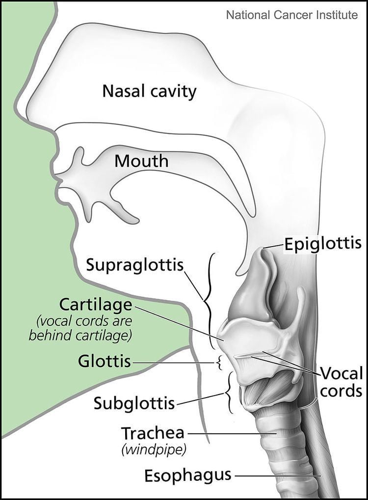Subglottis