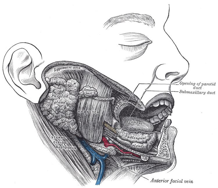 Submandibular duct