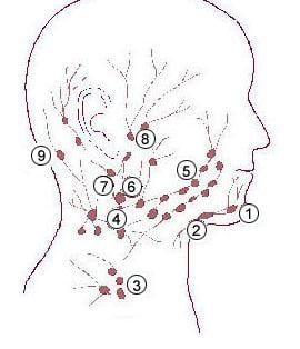 Submandibular lymph nodes