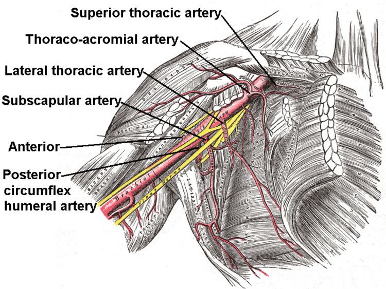 Subscapular artery