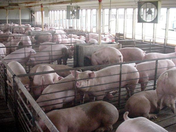 Subtherapeutic antibiotic use in swine