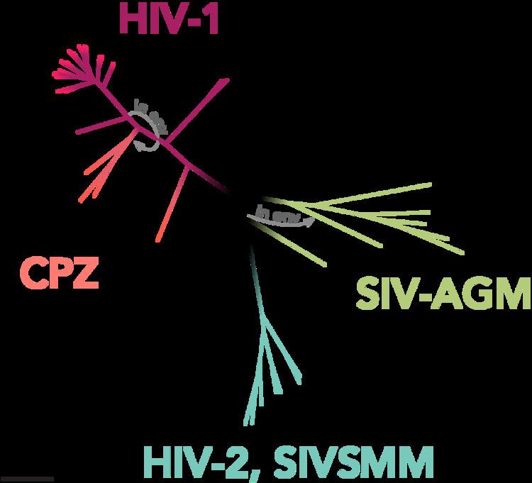 Subtypes of HIV