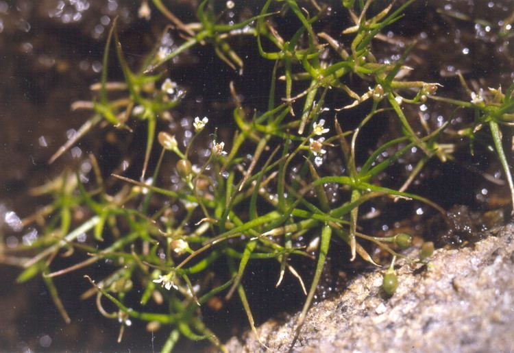 Subularia Subularia aquatica American waterawlwort Go Botany