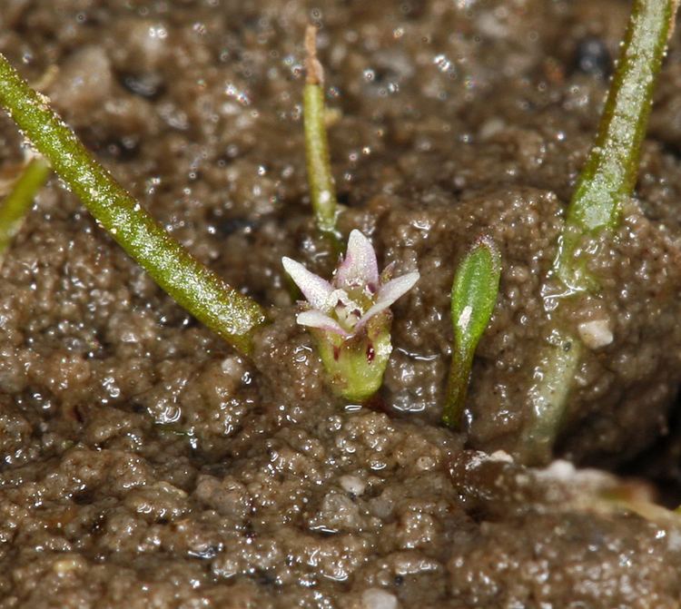 Subularia aquatica CalPhotos Subularia aquatica ssp americana