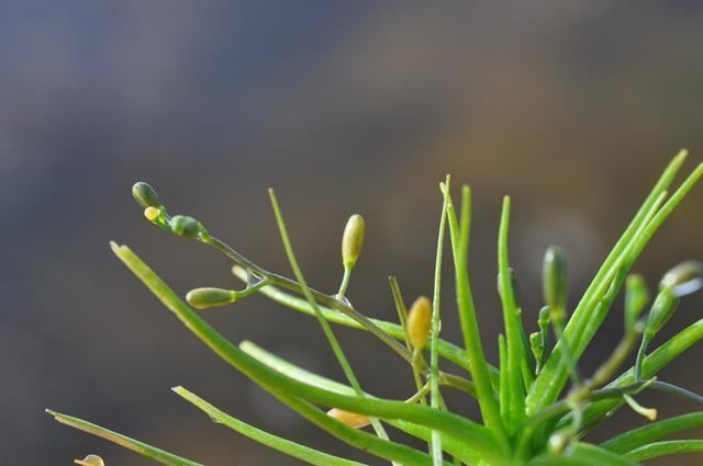 Subularia aquatica wwwbiopixcomphotosjcssubulariaaquatica58532jpg