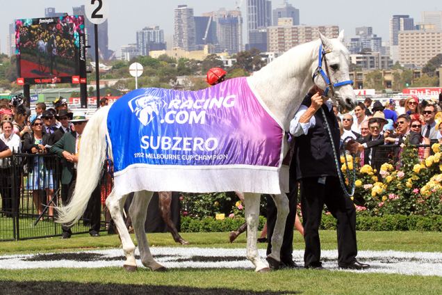 Subzero (horse) Subzero celebrates 28th birthday