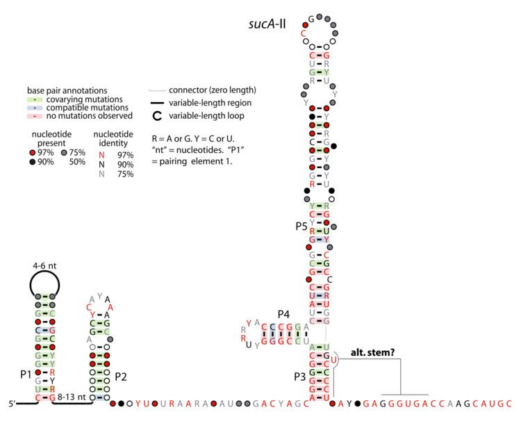 SucA-II RNA motif