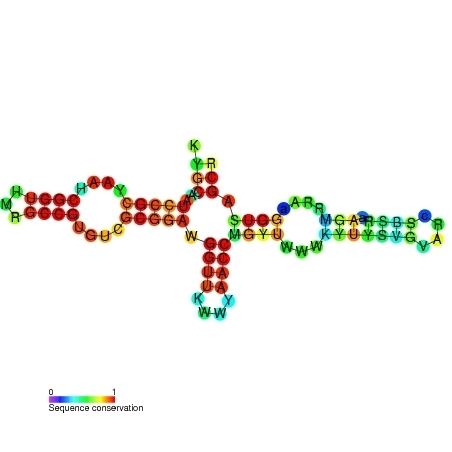 SucA RNA motif