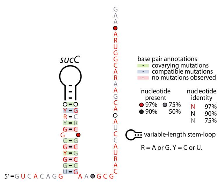 SucC RNA motif