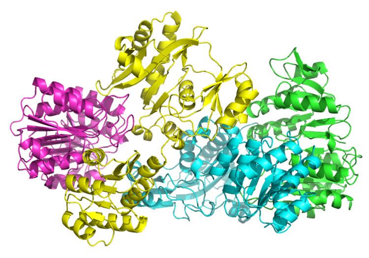 Succinate—CoA ligase (ADP-forming)