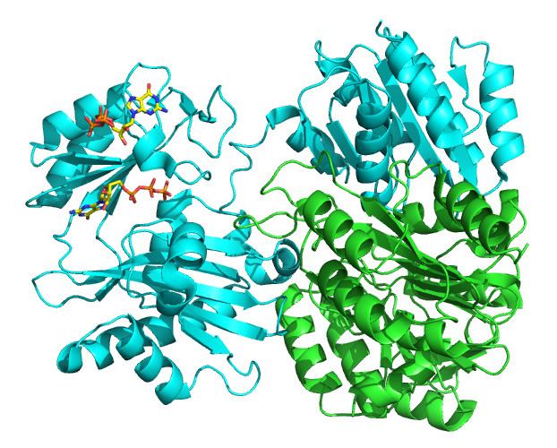 Succinate—CoA ligase (GDP-forming)