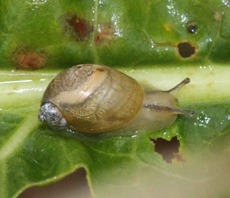 Succinea Amber Snail Succinea putris NatureSpot