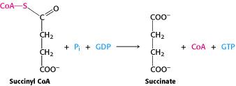 Succinyl-CoA threonyltRNA synthetase