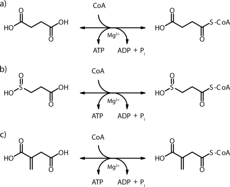 Succinyl-CoA Novel Reaction of Succinyl Coenzyme A SuccinylCoA Synthetase