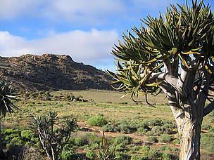 Succulent Karoo 17 Best images about succulent karoo biome on Pinterest Trips